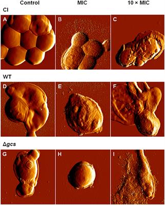 Psd1 Effects on Candida albicans Planktonic Cells and Biofilms